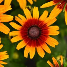 5023242393827 1 Rudbeckia Smileyz Joyful.jpg